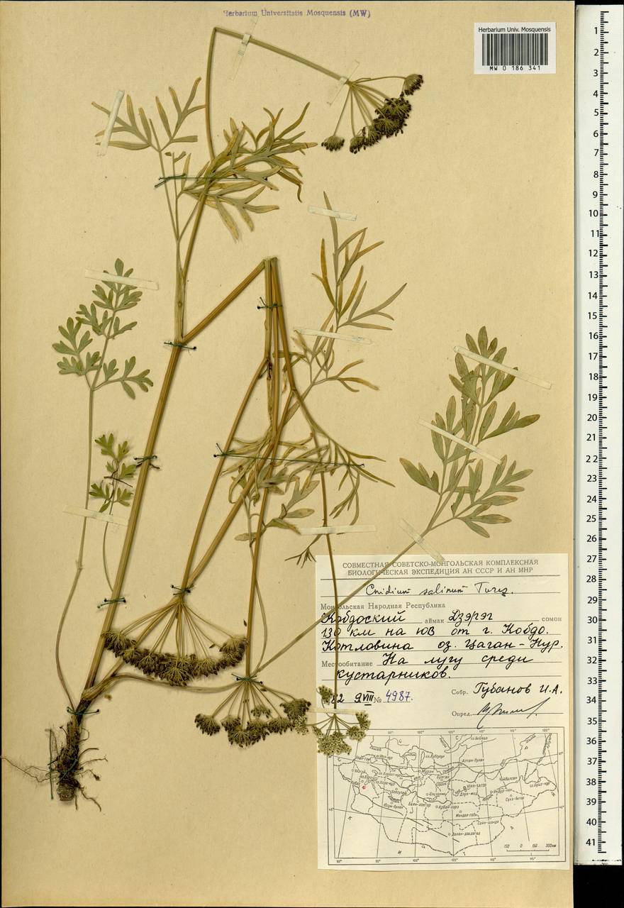 Kadenia salina (Turcz.) Lavrova & V.N.Tikhom., Mongolia (MONG) (Mongolia)
