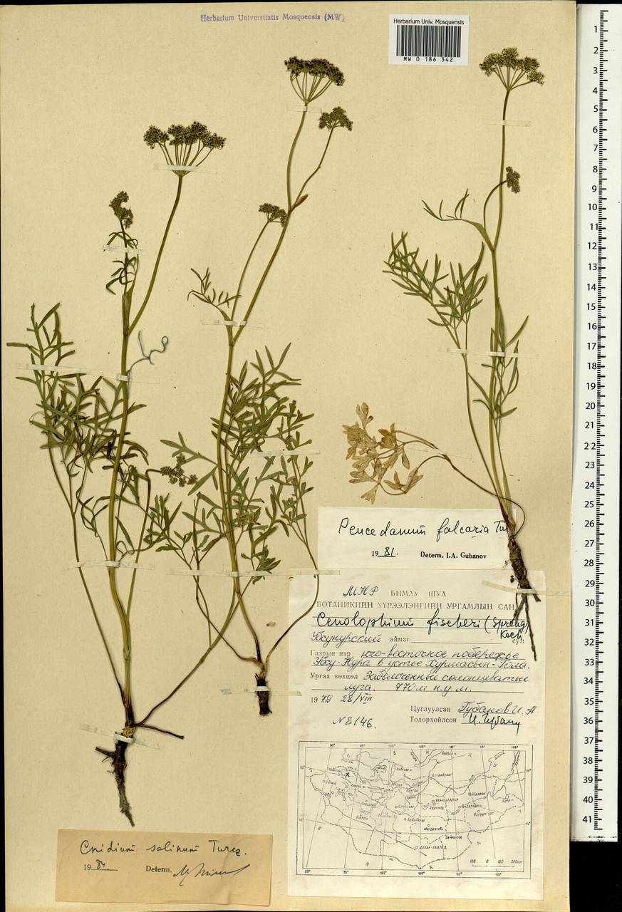 Kadenia salina (Turcz.) Lavrova & V.N.Tikhom., Mongolia (MONG) (Mongolia)