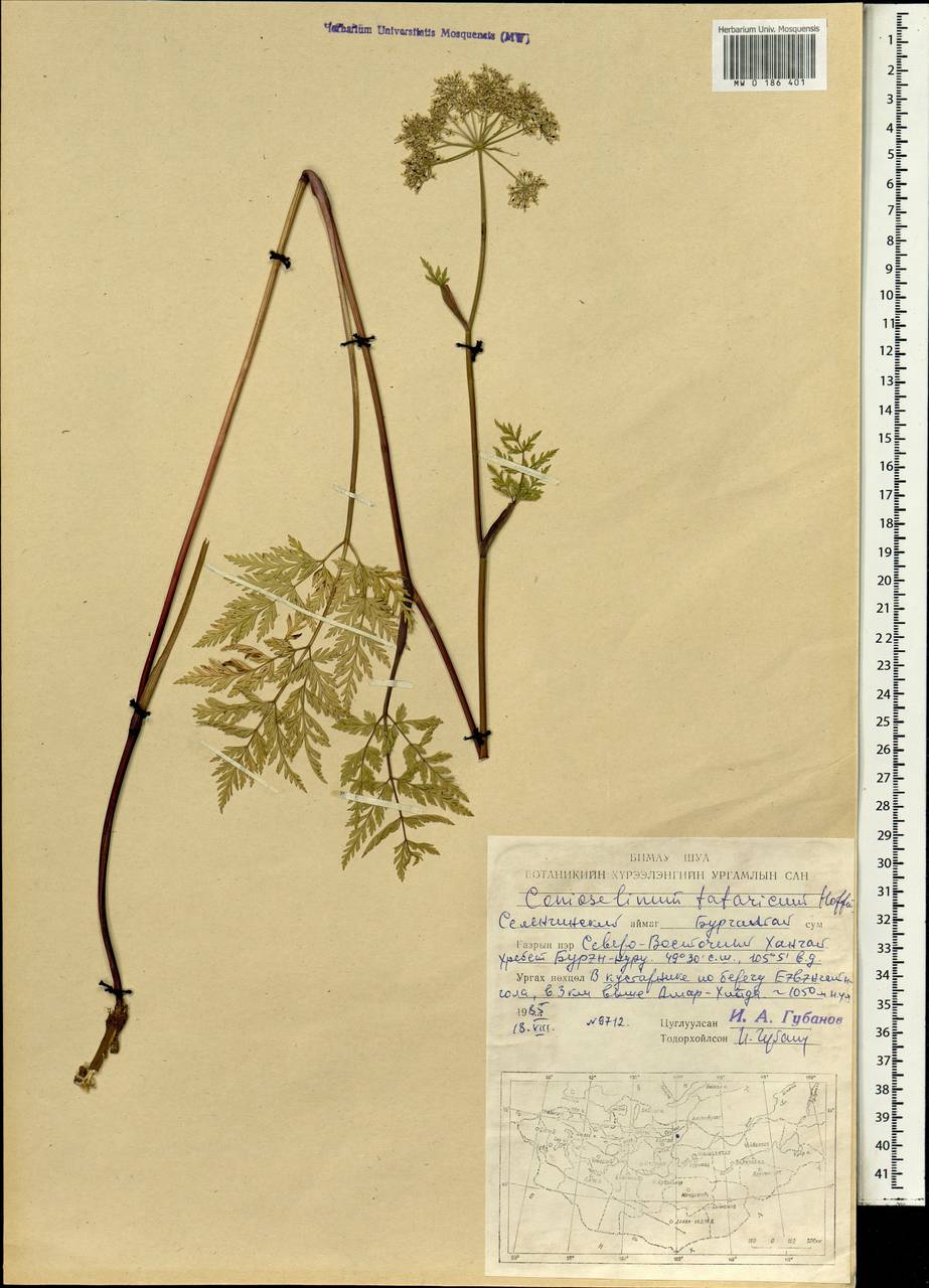 Conioselinum tataricum Hoffm., Mongolia (MONG) (Mongolia)