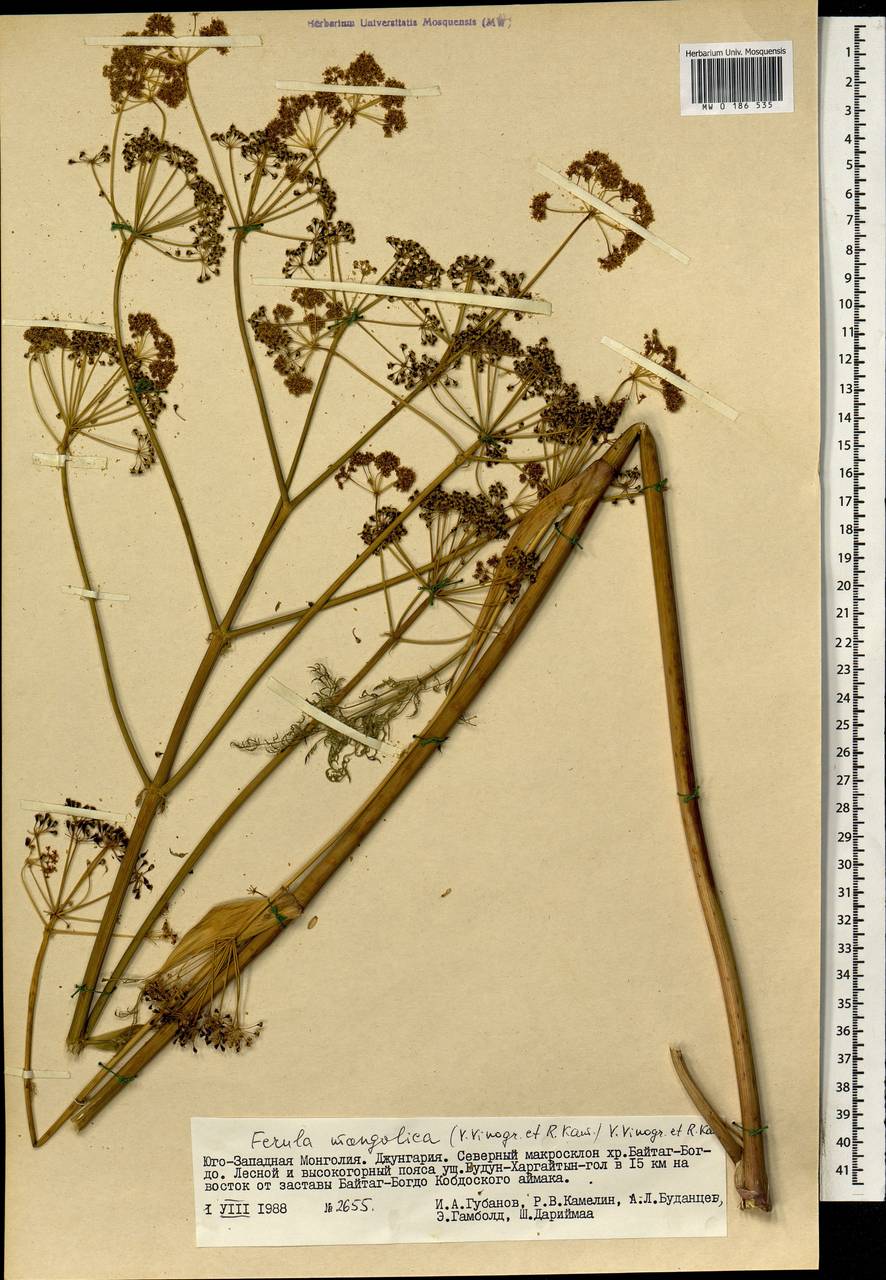 Ferula mongolica (V.M.Vinogr. & Kamelin) V.M.Vinogr. & Kamelin, Mongolia (MONG) (Mongolia)