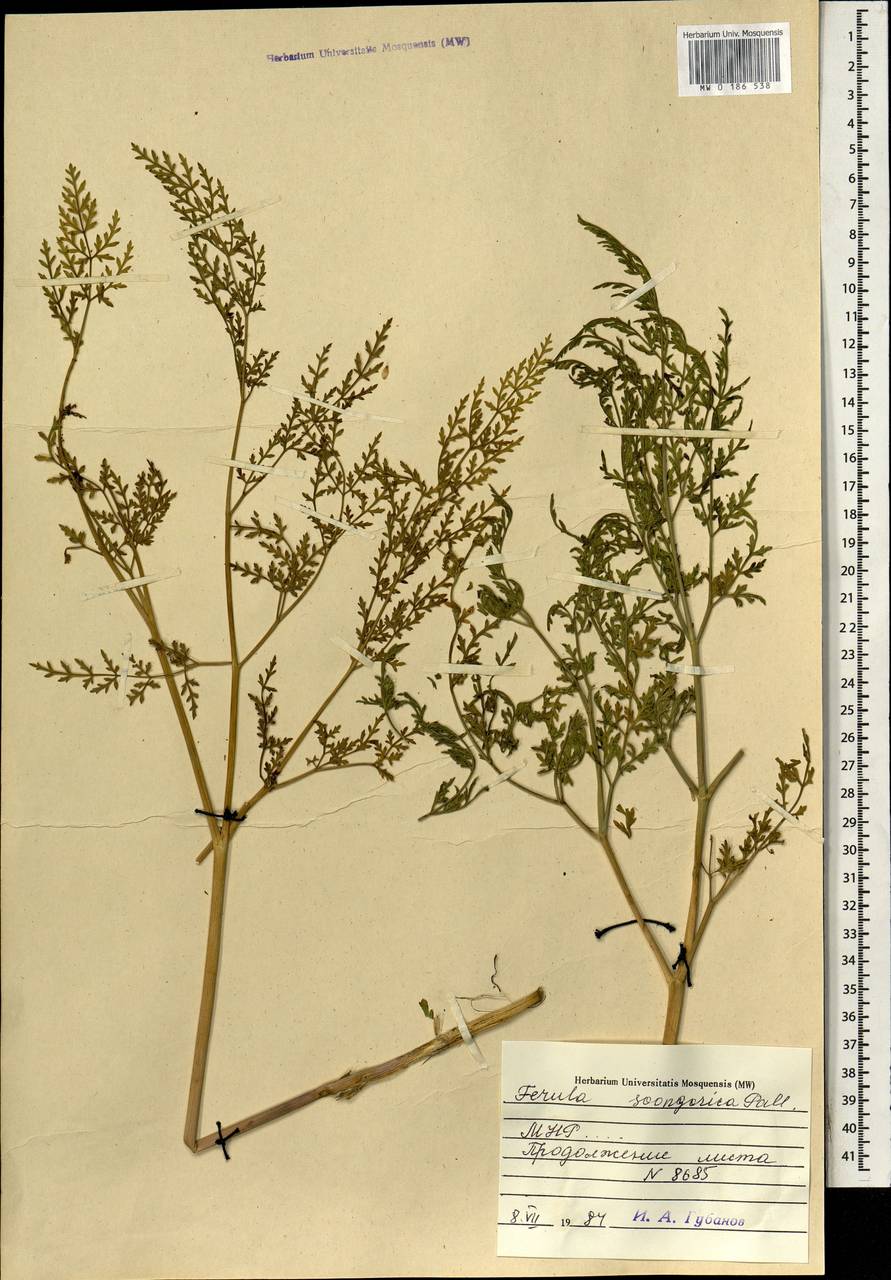 Ferula mongolica (V.M.Vinogr. & Kamelin) V.M.Vinogr. & Kamelin, Mongolia (MONG) (Mongolia)