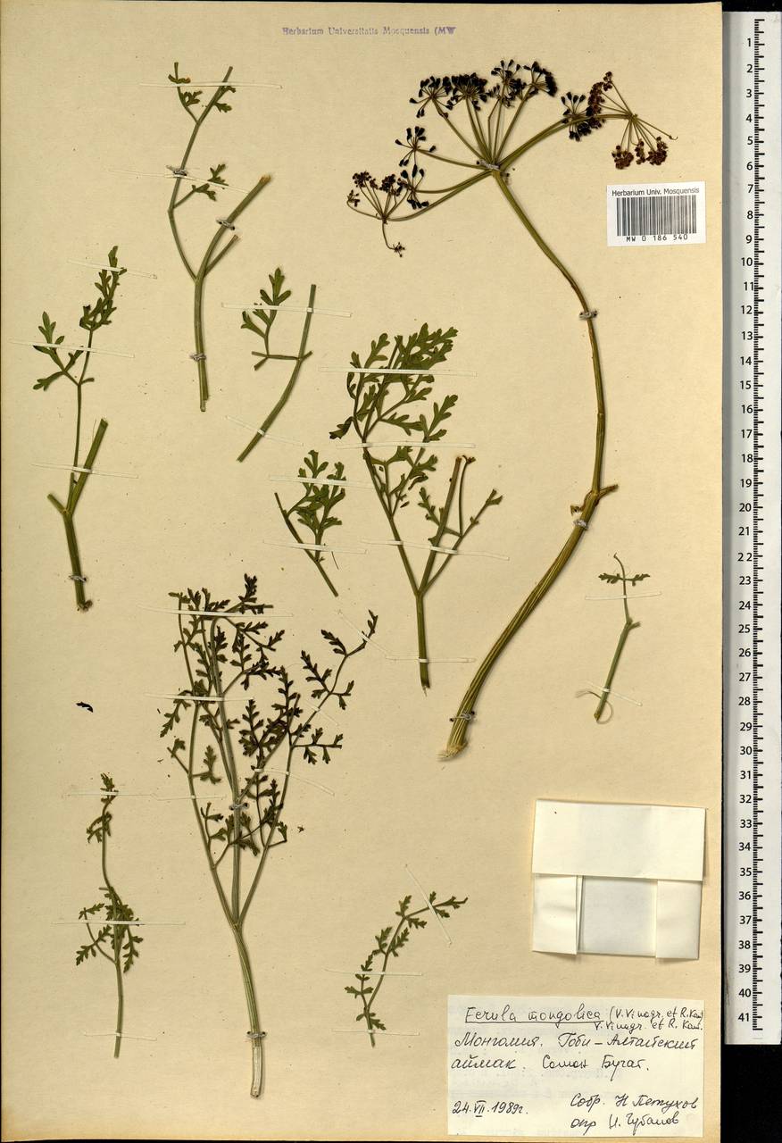 Ferula mongolica (V.M.Vinogr. & Kamelin) V.M.Vinogr. & Kamelin, Mongolia (MONG) (Mongolia)