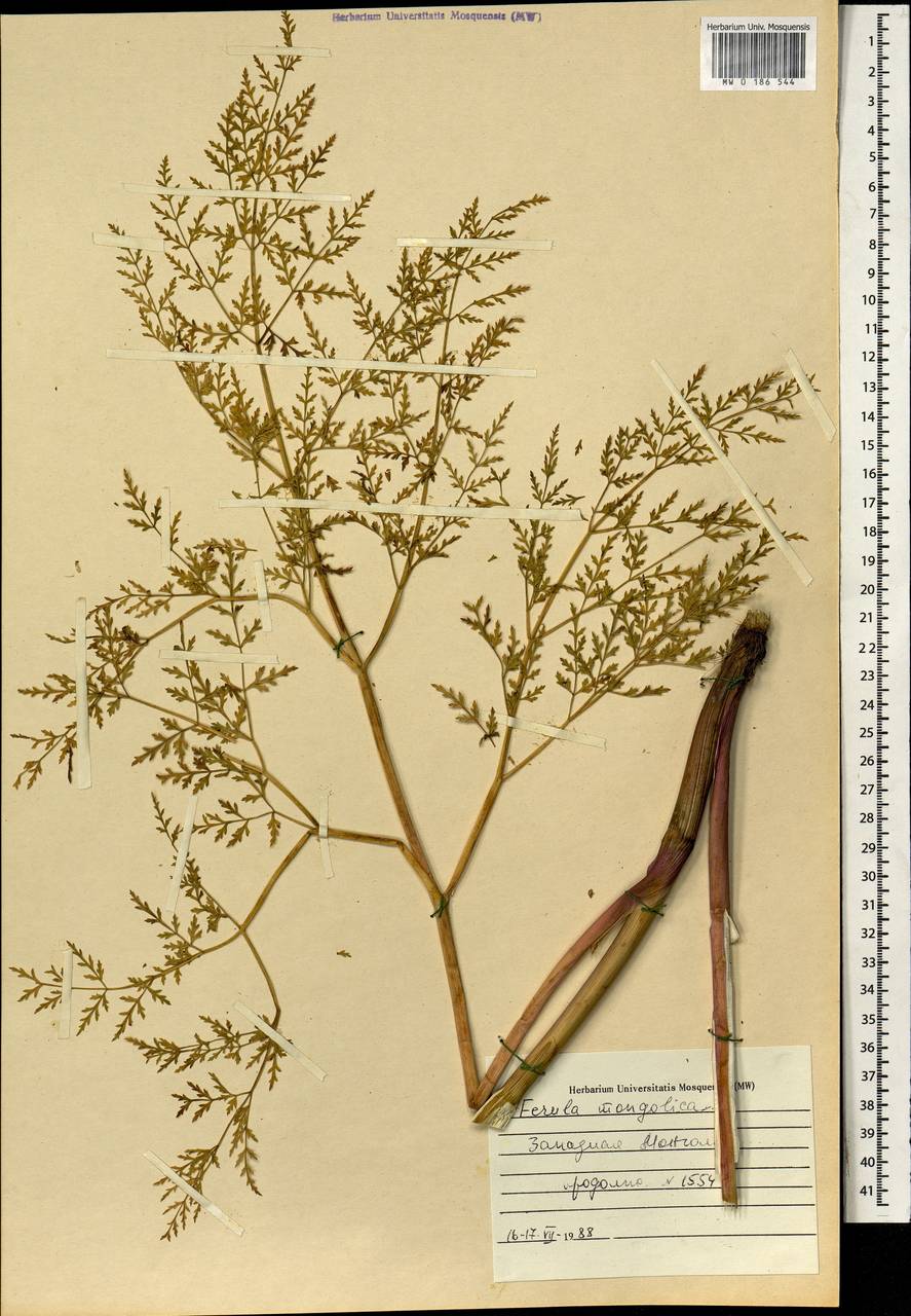 Ferula mongolica (V.M.Vinogr. & Kamelin) V.M.Vinogr. & Kamelin, Mongolia (MONG) (Mongolia)