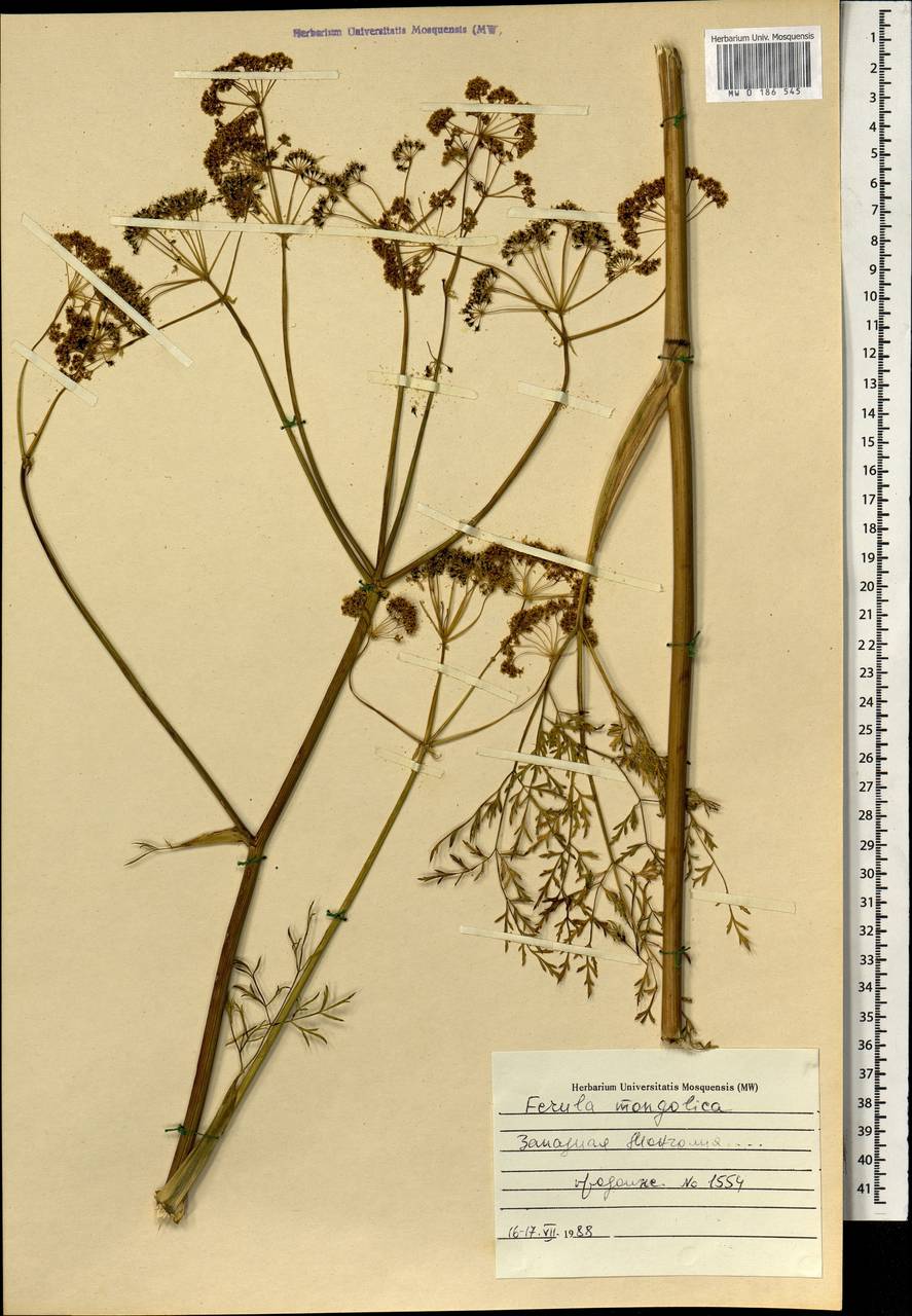 Ferula mongolica (V.M.Vinogr. & Kamelin) V.M.Vinogr. & Kamelin, Mongolia (MONG) (Mongolia)