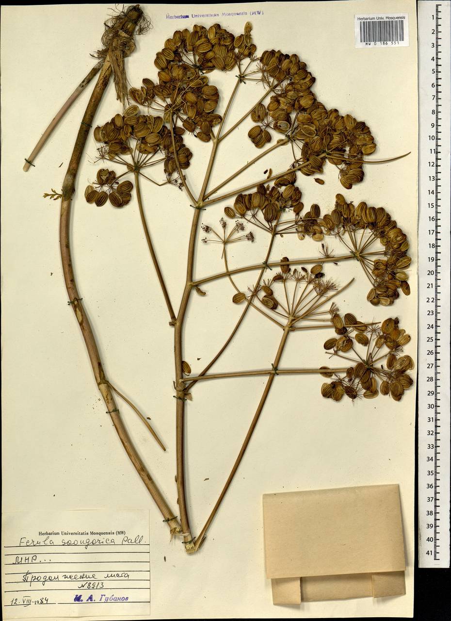 Ferula mongolica (V.M.Vinogr. & Kamelin) V.M.Vinogr. & Kamelin, Mongolia (MONG) (Mongolia)
