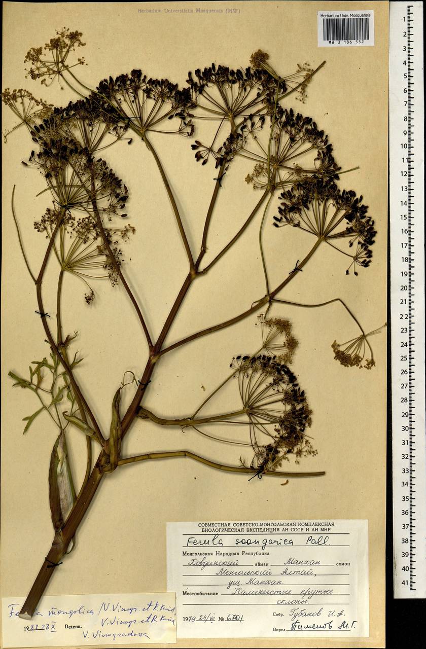 Ferula mongolica (V.M.Vinogr. & Kamelin) V.M.Vinogr. & Kamelin, Mongolia (MONG) (Mongolia)