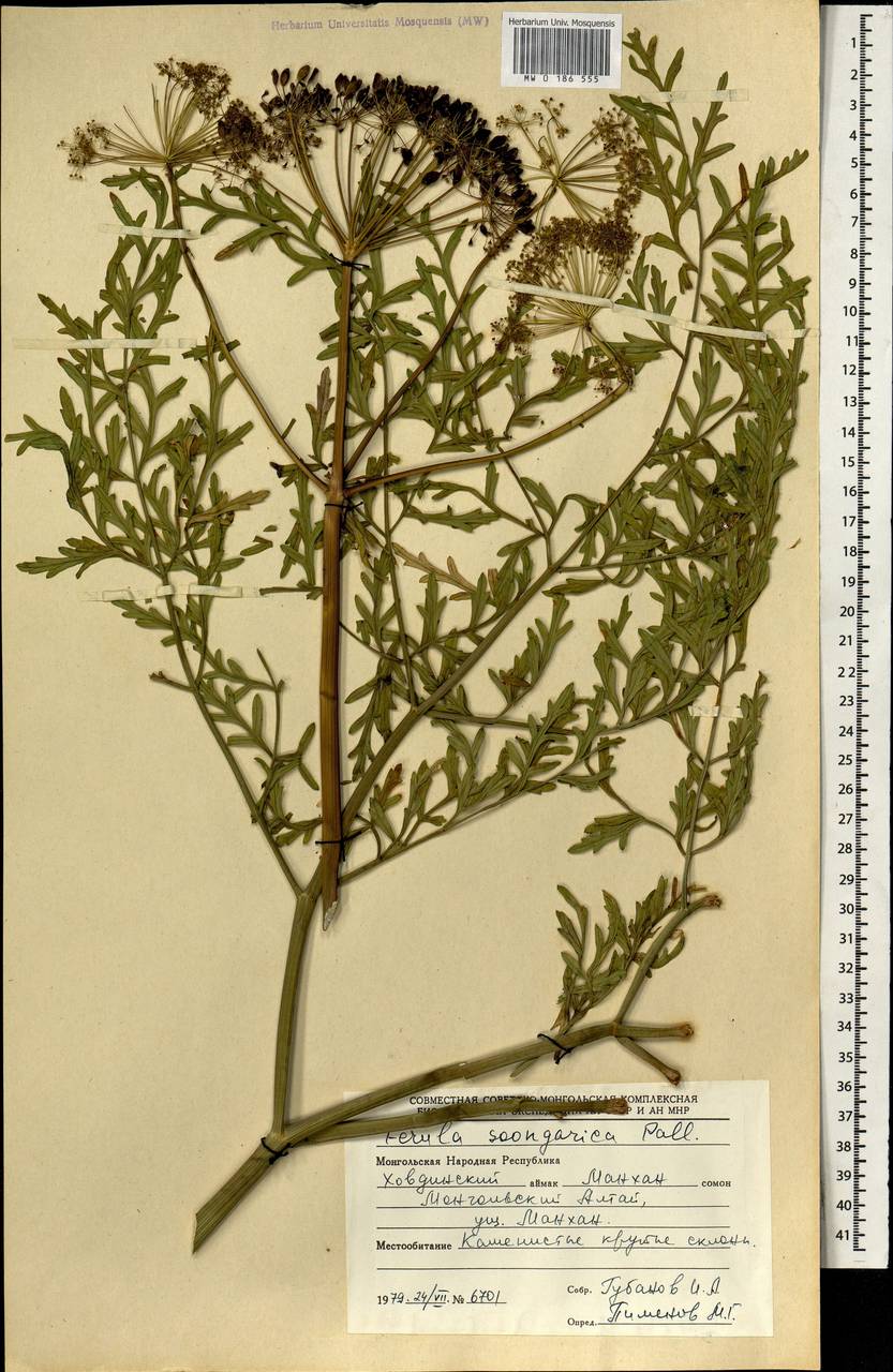 Ferula mongolica (V.M.Vinogr. & Kamelin) V.M.Vinogr. & Kamelin, Mongolia (MONG) (Mongolia)