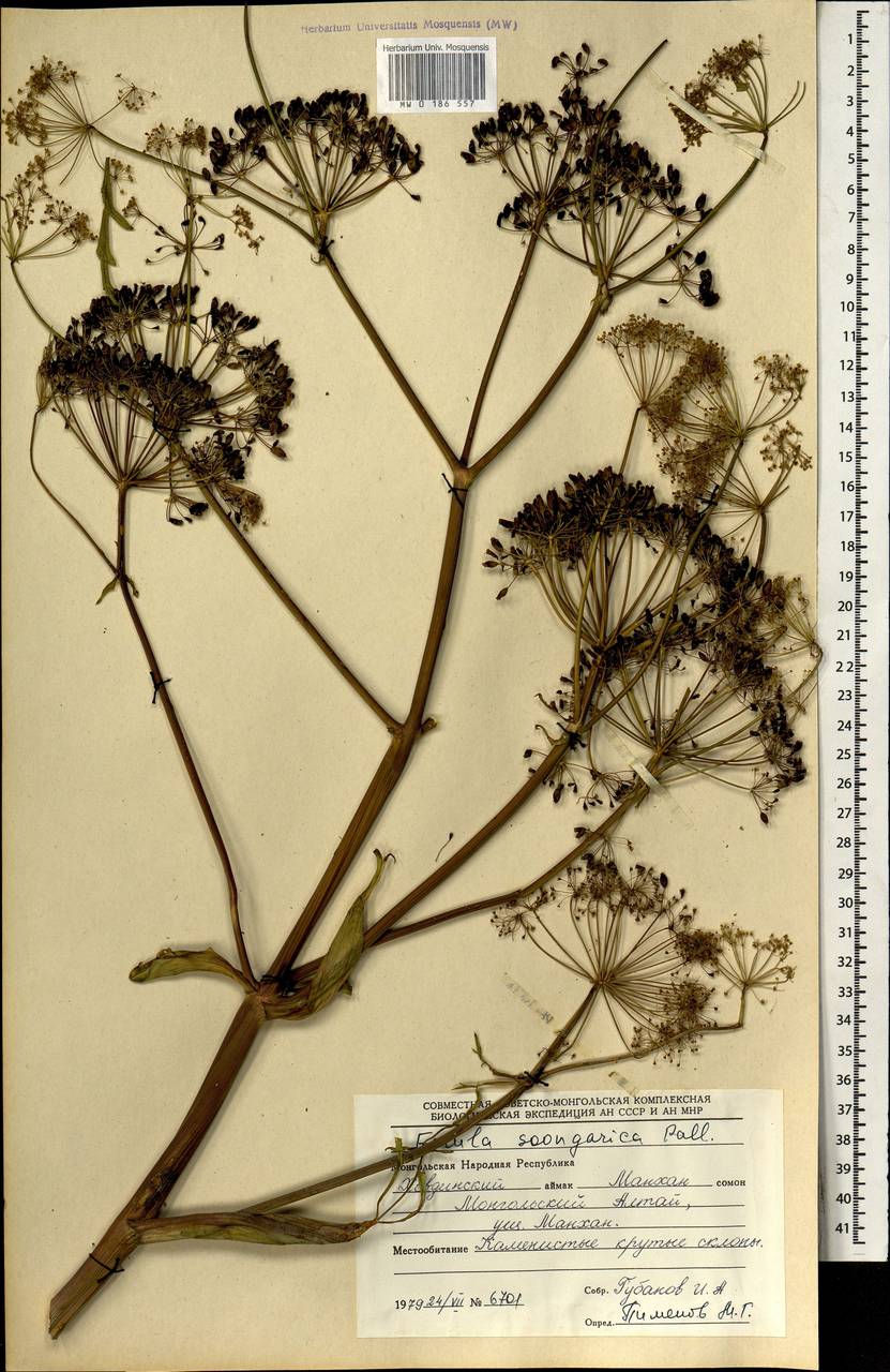 Ferula mongolica (V.M.Vinogr. & Kamelin) V.M.Vinogr. & Kamelin, Mongolia (MONG) (Mongolia)