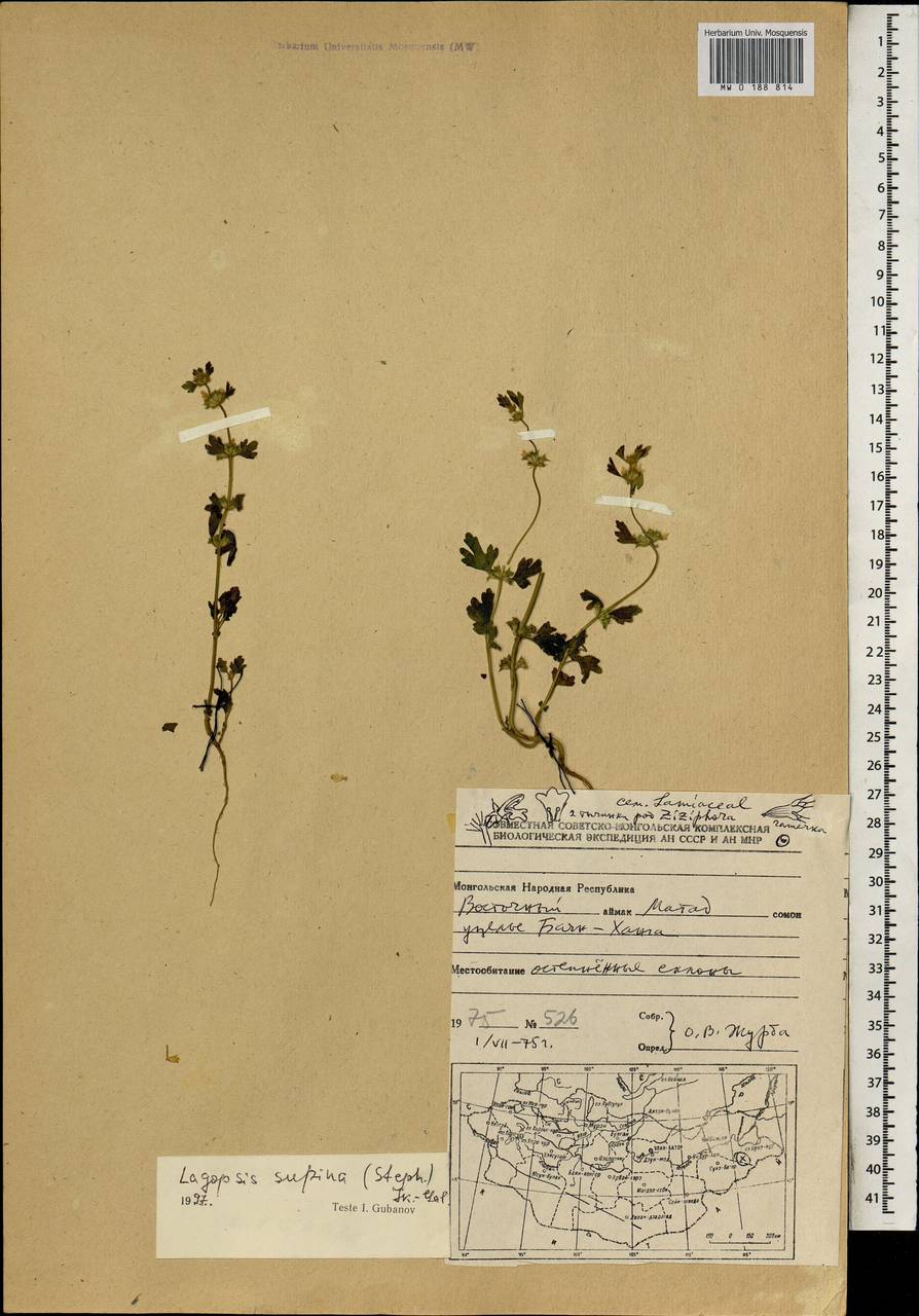 Lagopsis supina (Steph. ex Willd.) Ikonn.-Gal., Mongolia (MONG) (Mongolia)