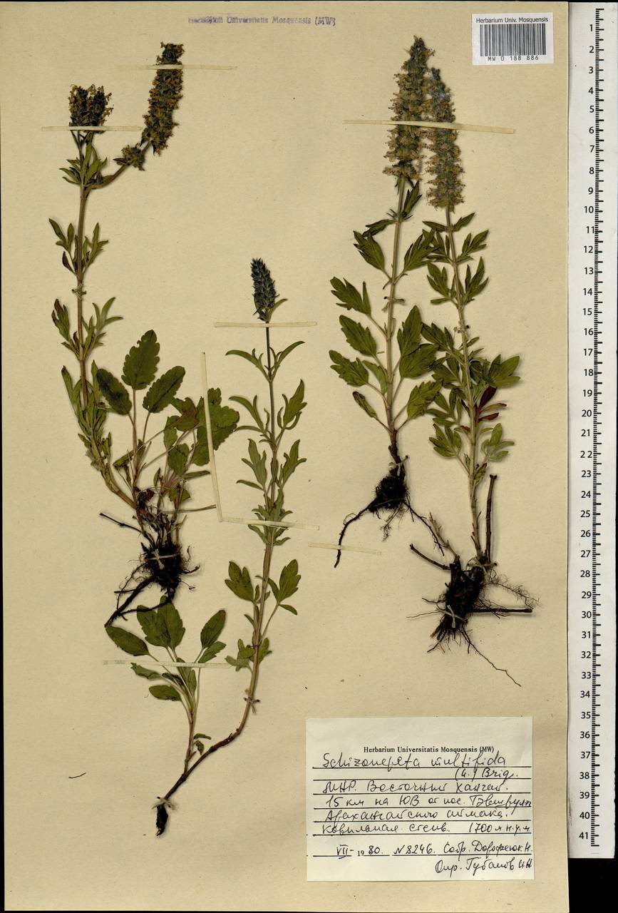 Nepeta multifida L., Mongolia (MONG) (Mongolia)