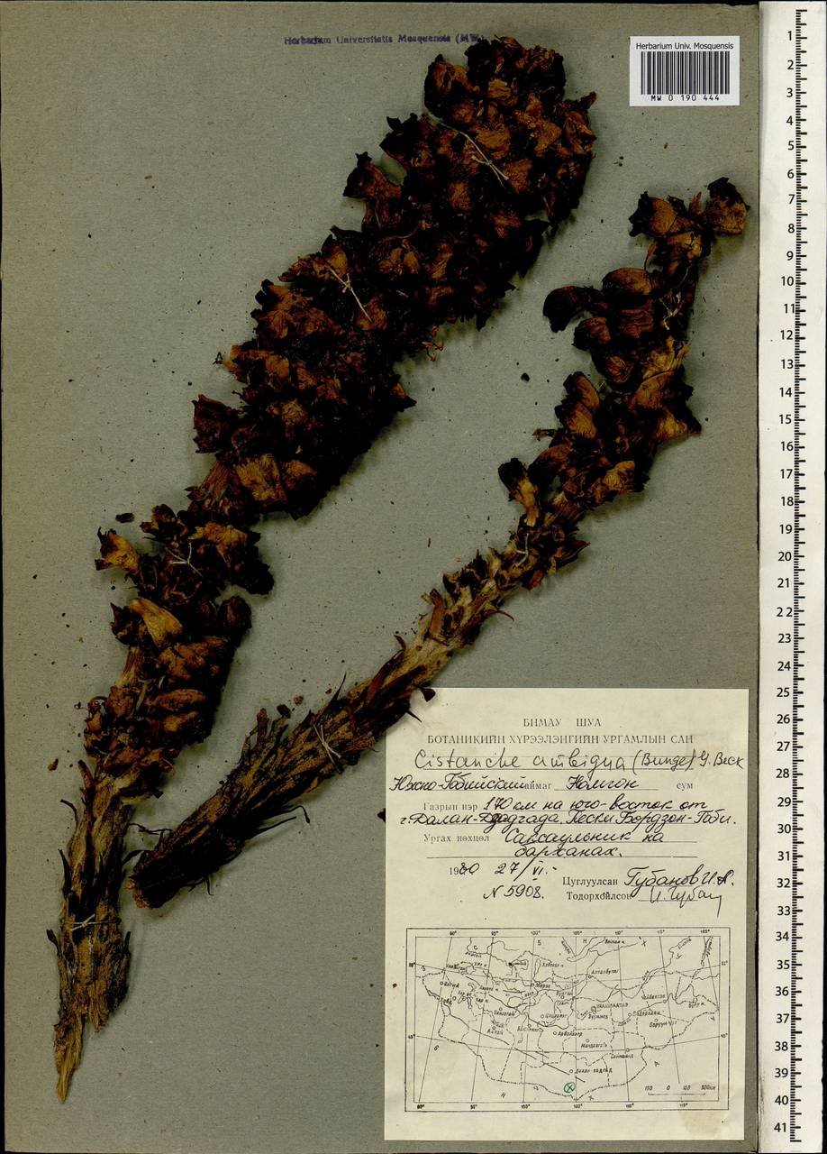 Cistanche ambigua (Bunge) G. Beck, Mongolia (MONG) (Mongolia)