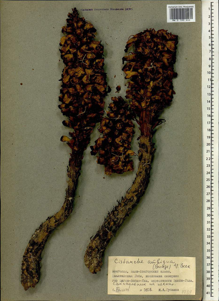 Cistanche ambigua (Bunge) G. Beck, Mongolia (MONG) (Mongolia)