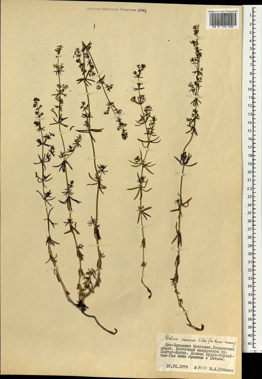 Galium saurense Litv., Mongolia (MONG) (Mongolia)