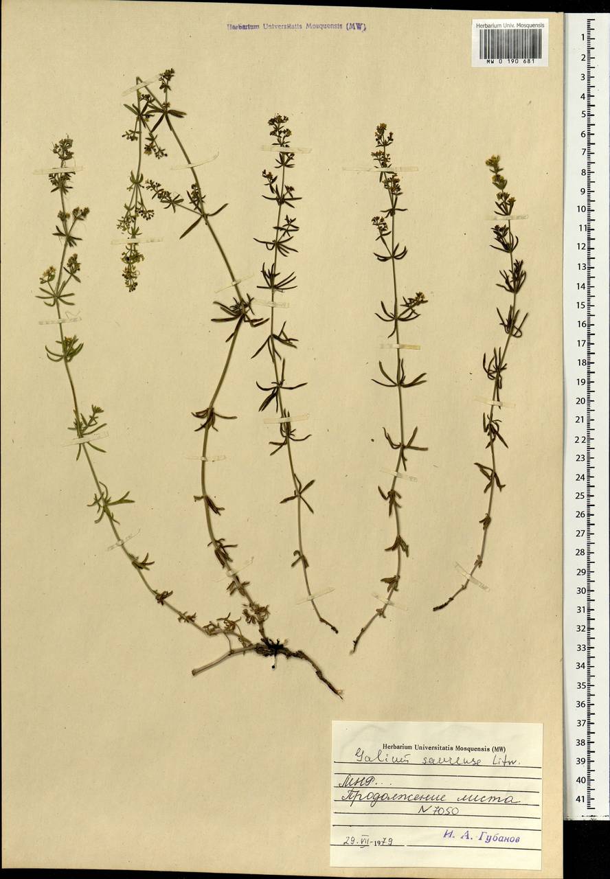 Galium saurense Litv., Mongolia (MONG) (Mongolia)