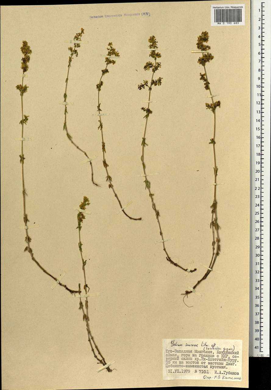 Galium saurense Litv., Mongolia (MONG) (Mongolia)