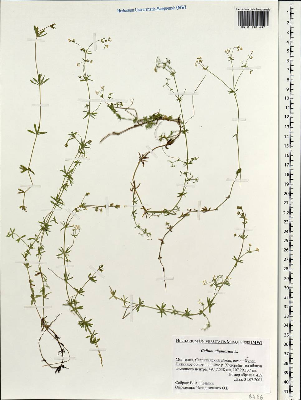 Galium uliginosum L., Mongolia (MONG) (Mongolia)