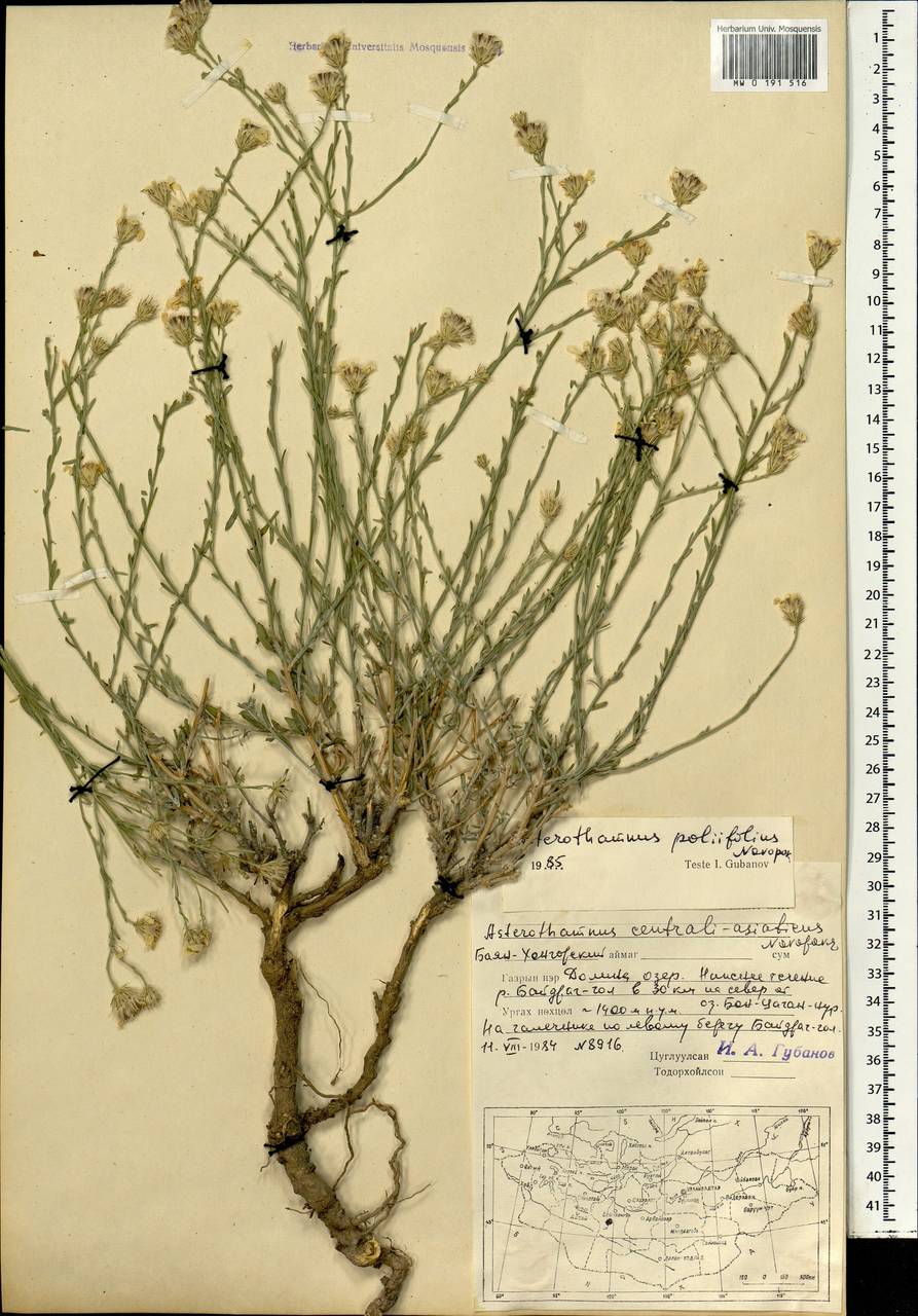 Asterothamnus poliifolius Novopokr., Mongolia (MONG) (Mongolia)