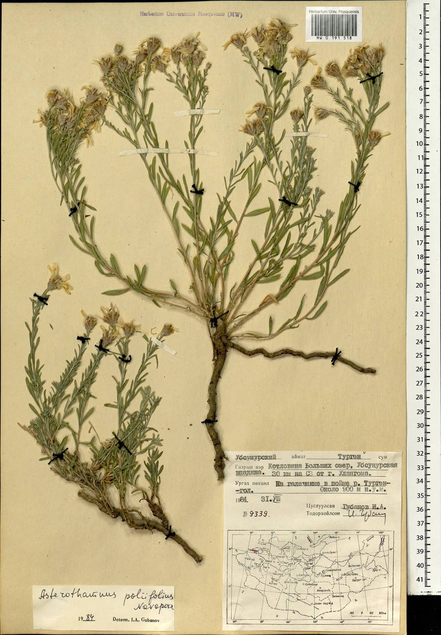 Asterothamnus poliifolius Novopokr., Mongolia (MONG) (Mongolia)