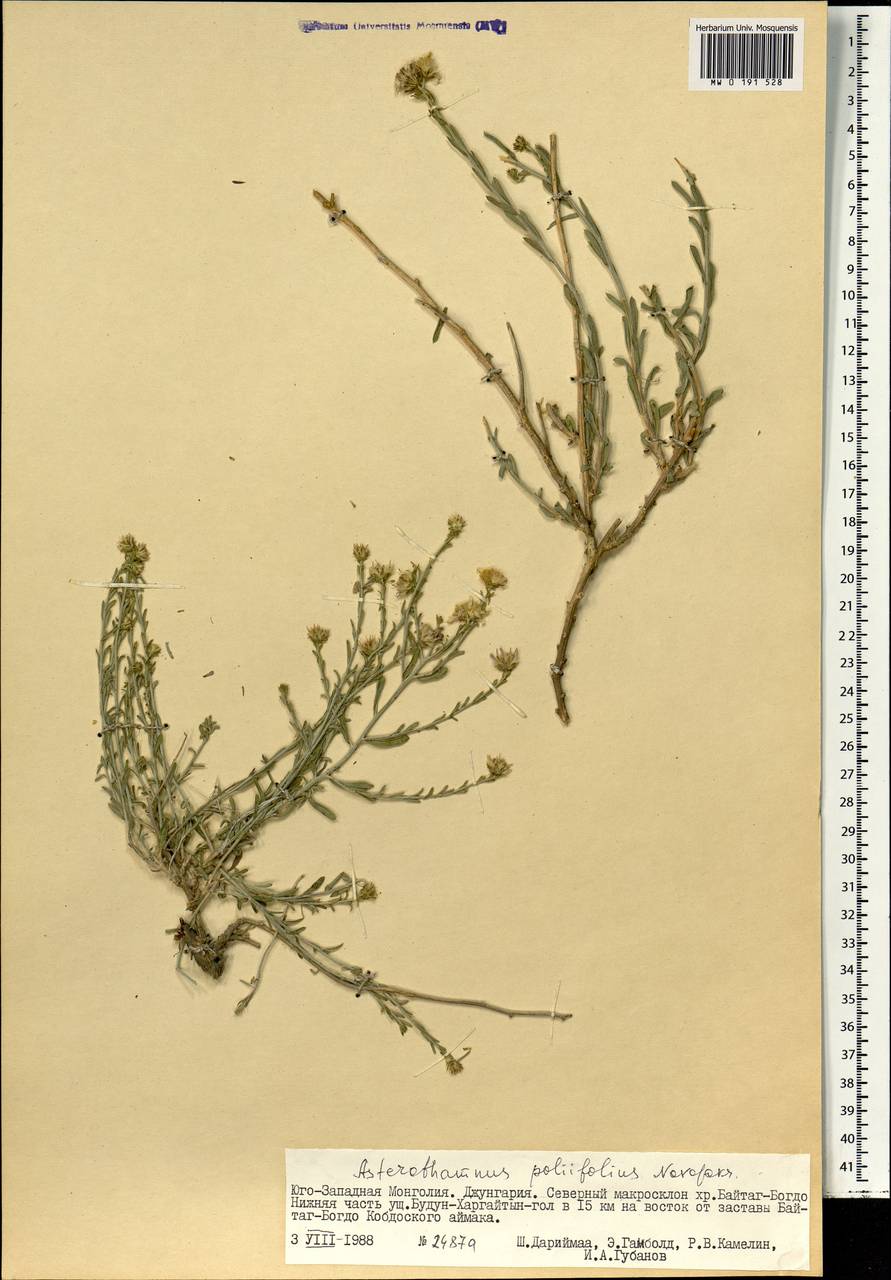 Asterothamnus poliifolius Novopokr., Mongolia (MONG) (Mongolia)