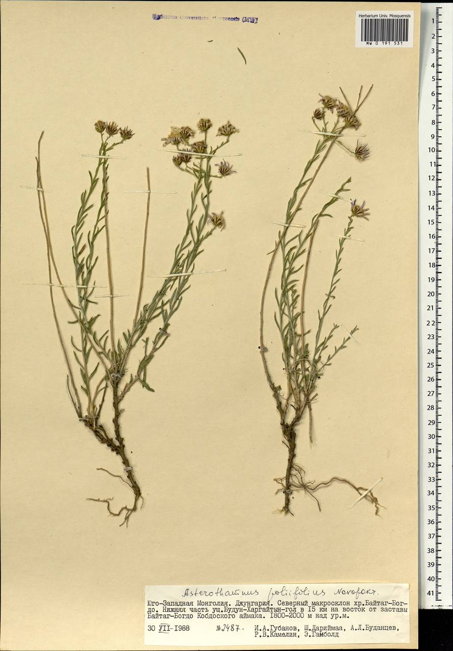 Asterothamnus poliifolius Novopokr., Mongolia (MONG) (Mongolia)