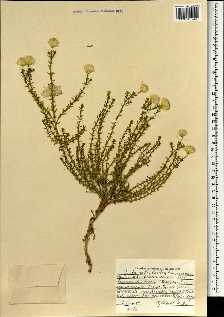 Limbarda salsoloides (Turcz.) Ikonn., Mongolia (MONG) (Mongolia)