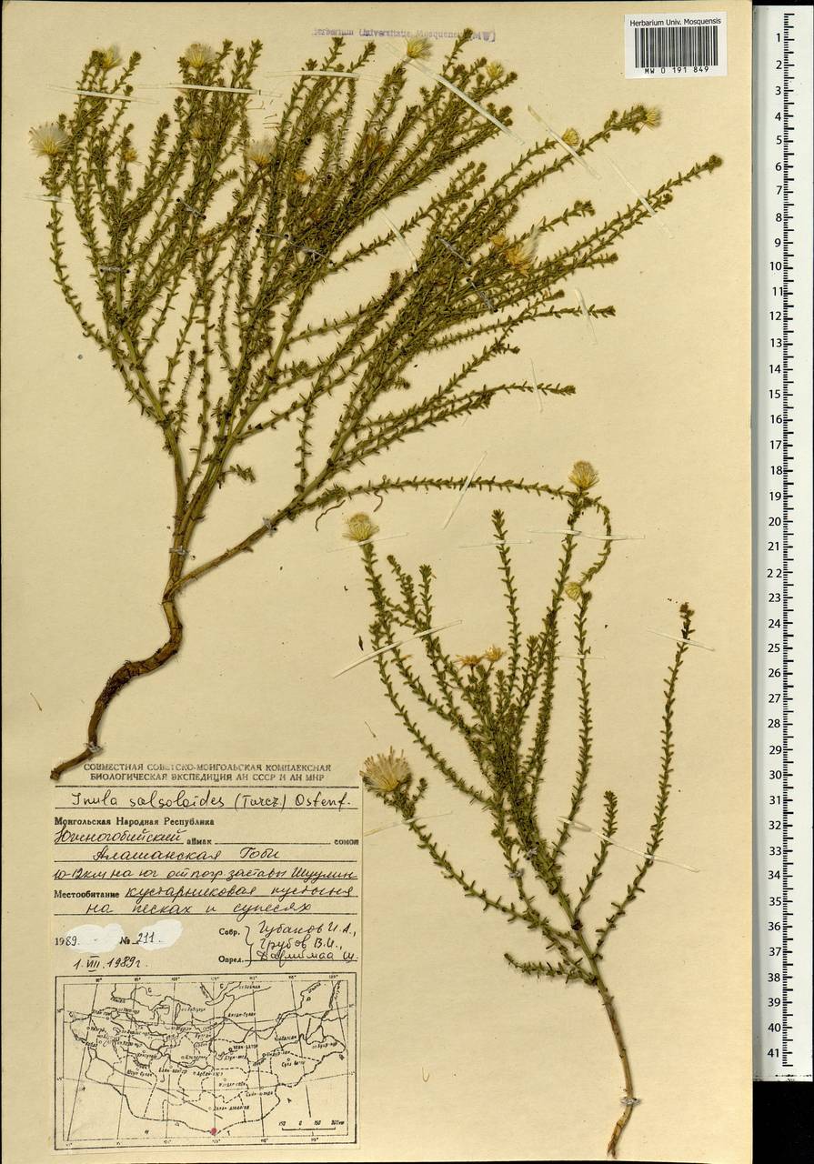 Limbarda salsoloides (Turcz.) Ikonn., Mongolia (MONG) (Mongolia)