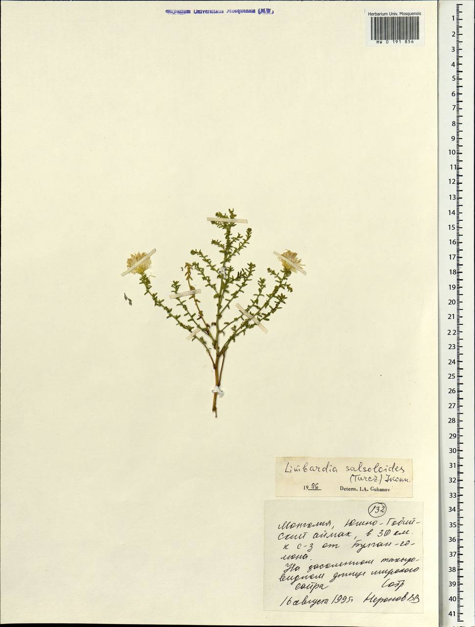 Limbarda salsoloides (Turcz.) Ikonn., Mongolia (MONG) (Mongolia)