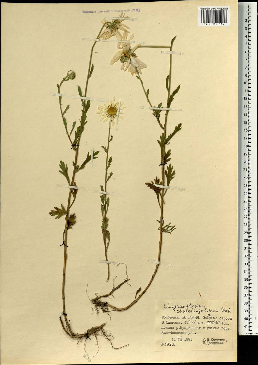 Chrysanthemum chalchingolicum Grubov, Mongolia (MONG) (Mongolia)
