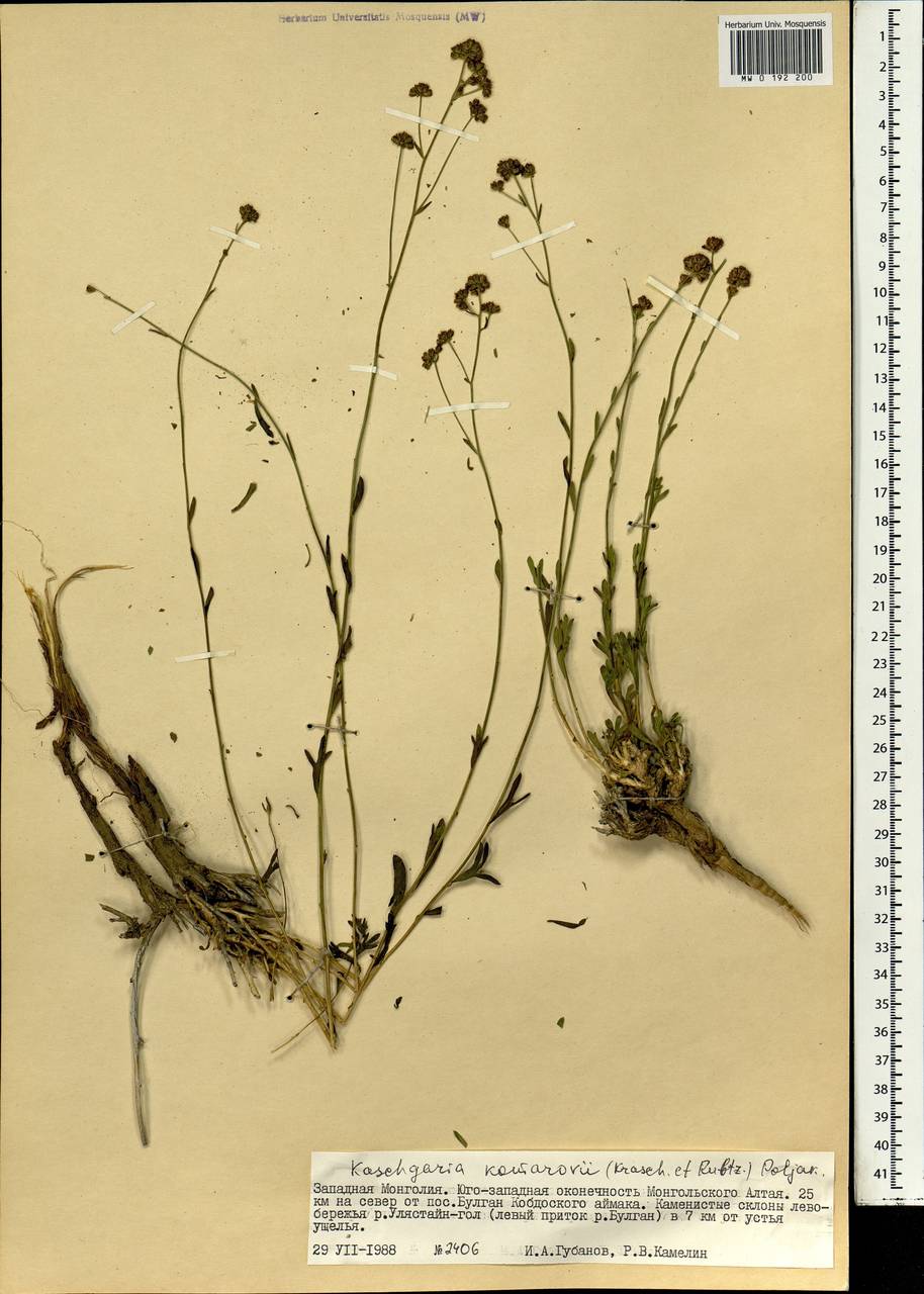 Kaschgaria komarovii (Krasch. & N. I. Rubtzov) Poljakov, Mongolia (MONG) (Mongolia)