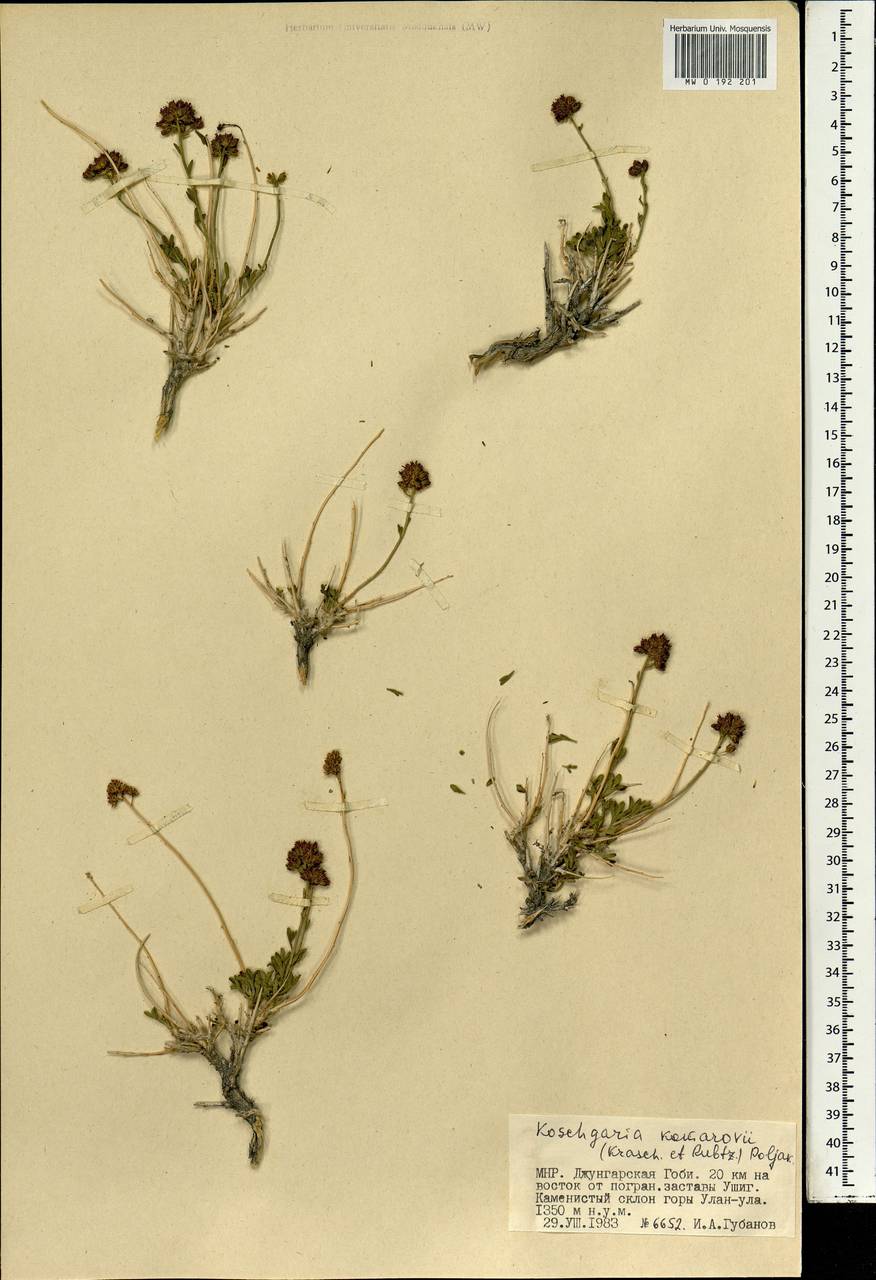 Kaschgaria komarovii (Krasch. & N. I. Rubtzov) Poljakov, Mongolia (MONG) (Mongolia)