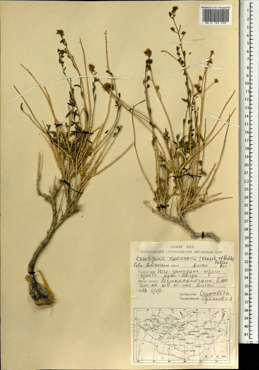 Kaschgaria komarovii (Krasch. & N. I. Rubtzov) Poljakov, Mongolia (MONG) (Mongolia)