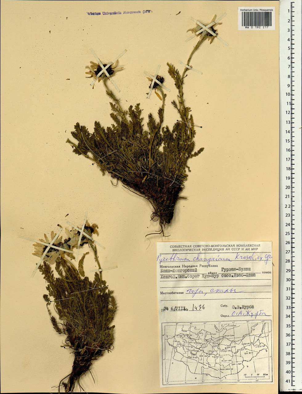 Pyrethrum changaicum Krasch. ex Grub., Mongolia (MONG) (Mongolia)