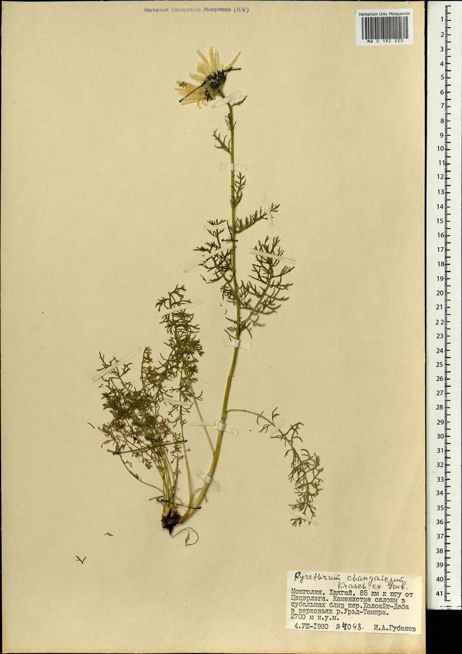 Pyrethrum changaicum Krasch. ex Grub., Mongolia (MONG) (Mongolia)