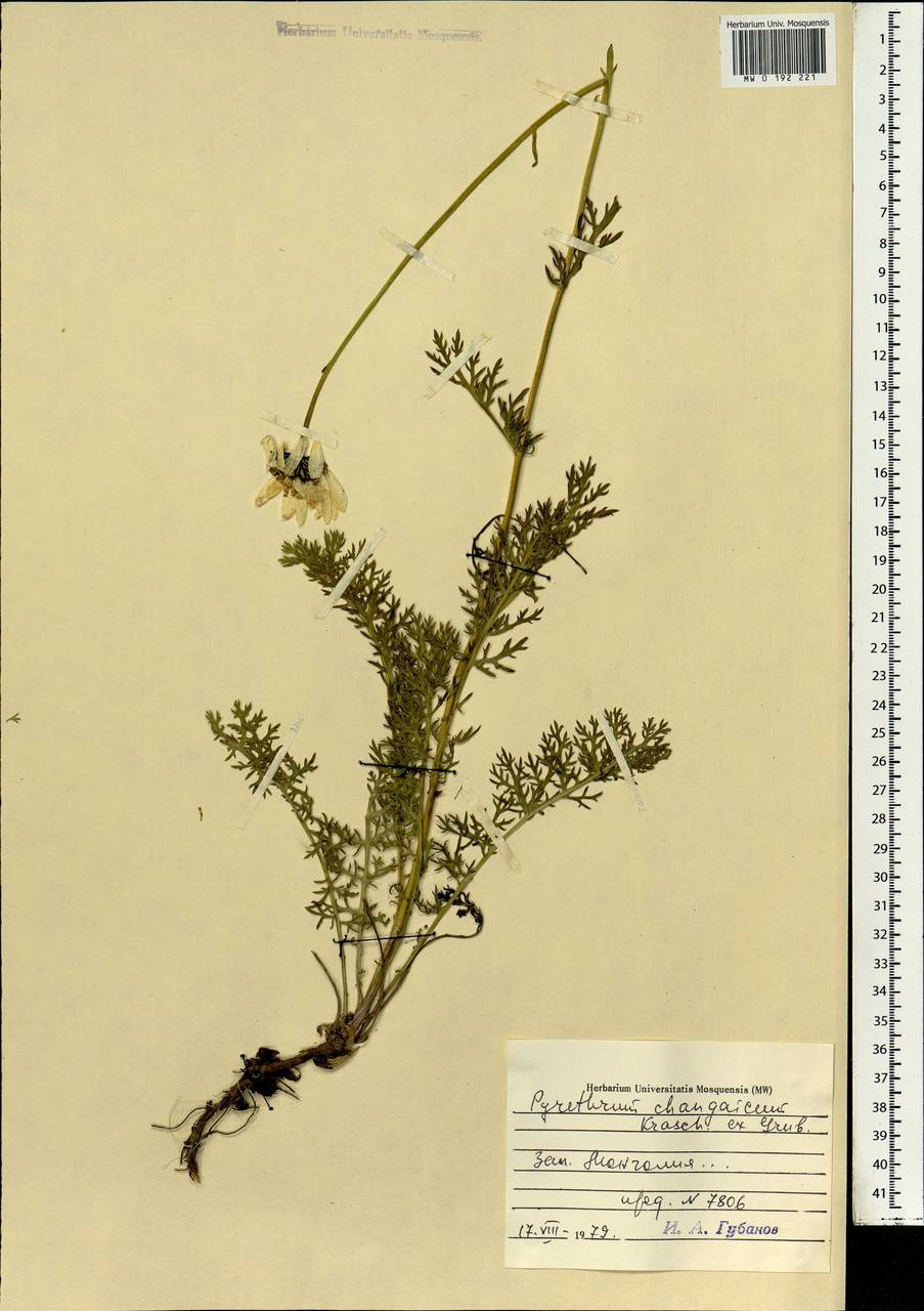 Pyrethrum changaicum Krasch. ex Grub., Mongolia (MONG) (Mongolia)