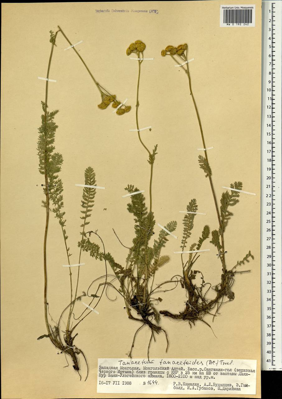 Tanacetum tanacetoides (DC.) Tzvelev, Mongolia (MONG) (Mongolia)