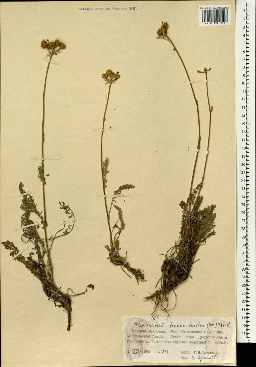 Tanacetum tanacetoides (DC.) Tzvelev, Mongolia (MONG) (Mongolia)
