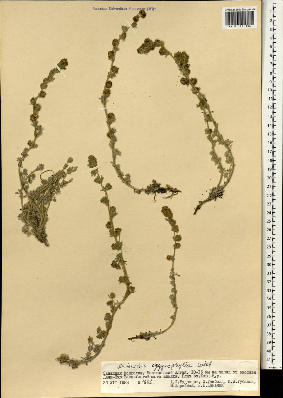 Artemisia argyrophylla Ledeb., Mongolia (MONG) (Mongolia)