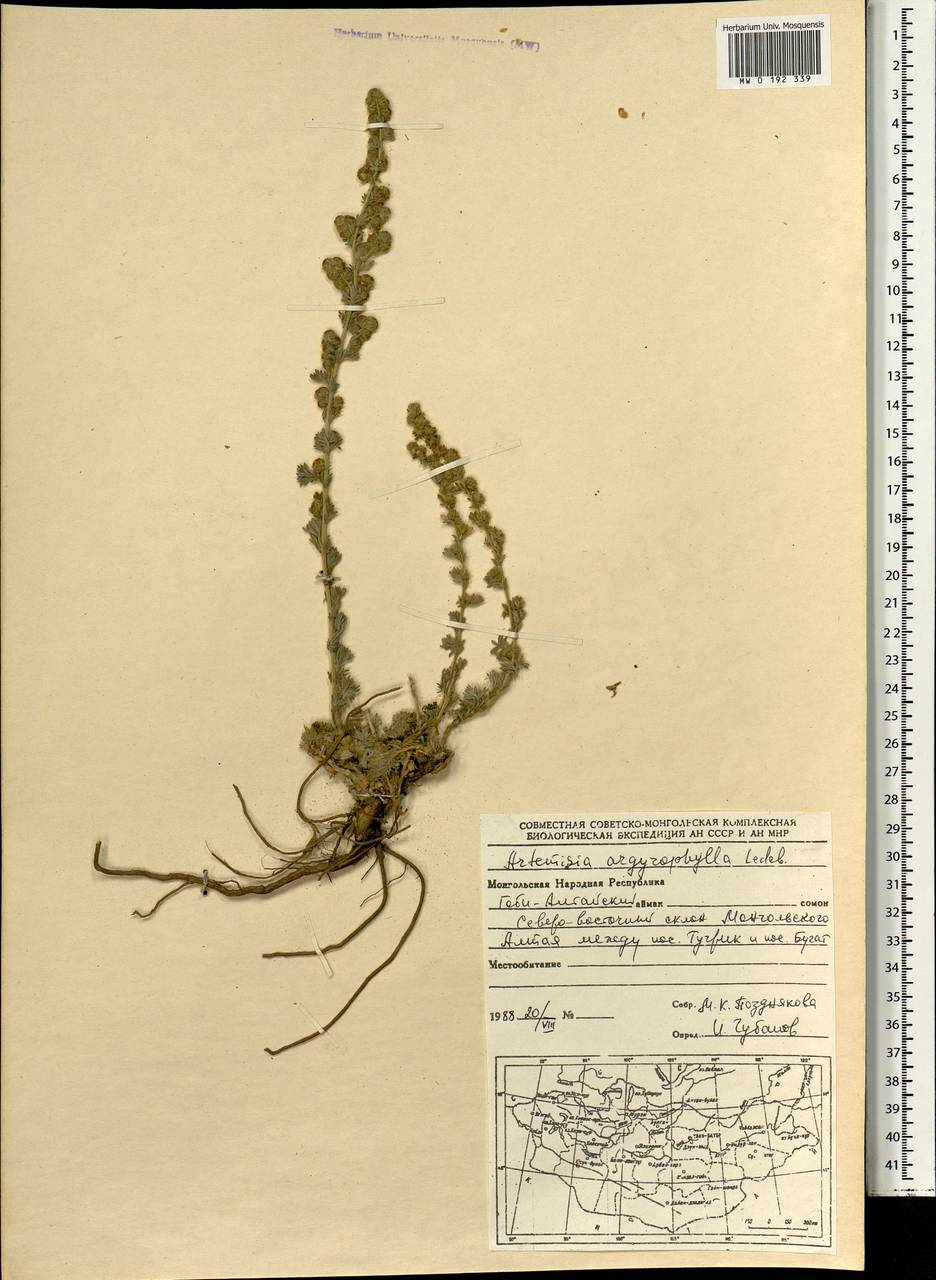 Artemisia argyrophylla Ledeb., Mongolia (MONG) (Mongolia)