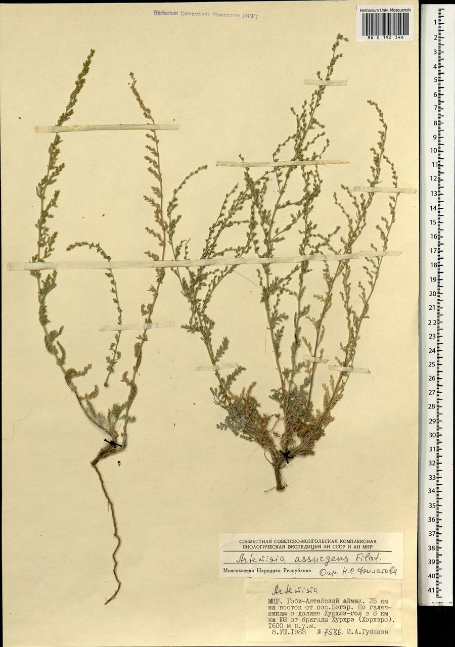 Seriphidium assurgens (Filatova) K.Bremer & Humphries ex Y.R.Ling, Mongolia (MONG) (Mongolia)