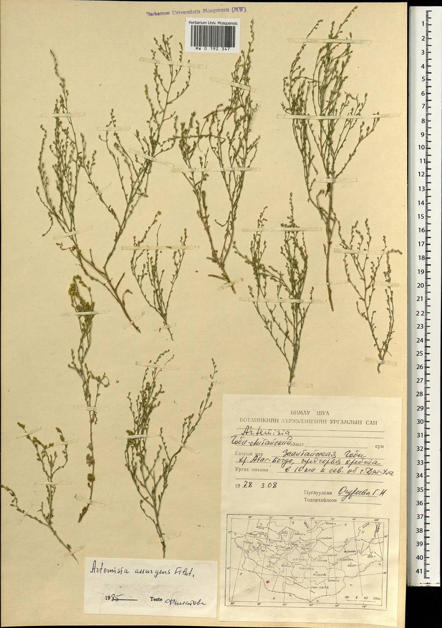 Seriphidium assurgens (Filatova) K.Bremer & Humphries ex Y.R.Ling, Mongolia (MONG) (Mongolia)