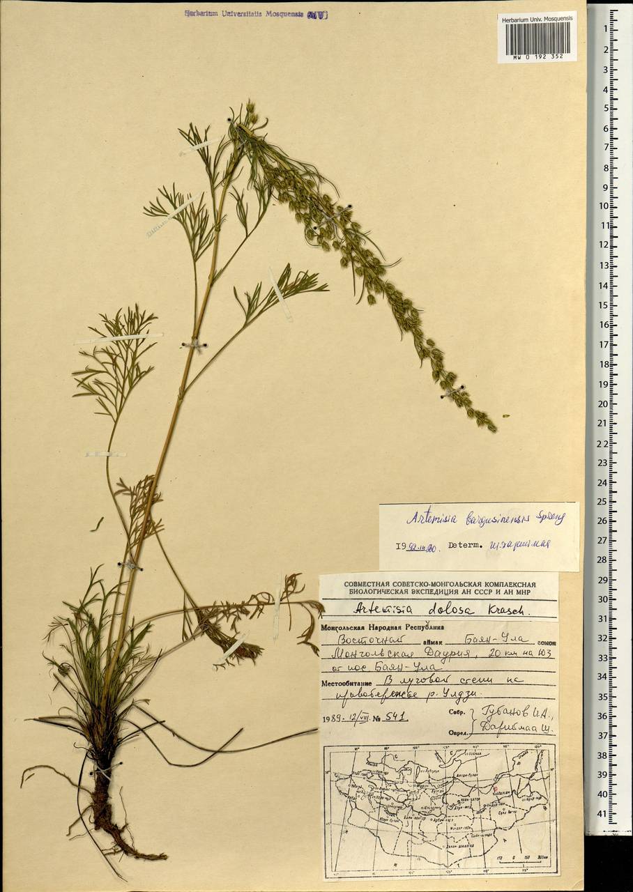 Artemisia bargusinensis Spreng., Mongolia (MONG) (Mongolia)
