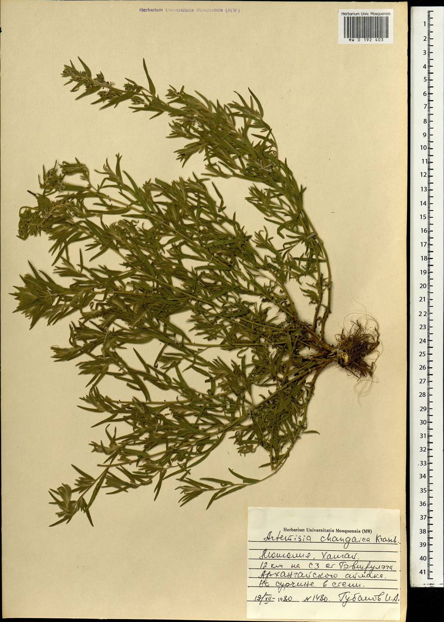Artemisia dracunculus var. changaica (Krasch.) Y. R. Ling, Mongolia (MONG) (Mongolia)