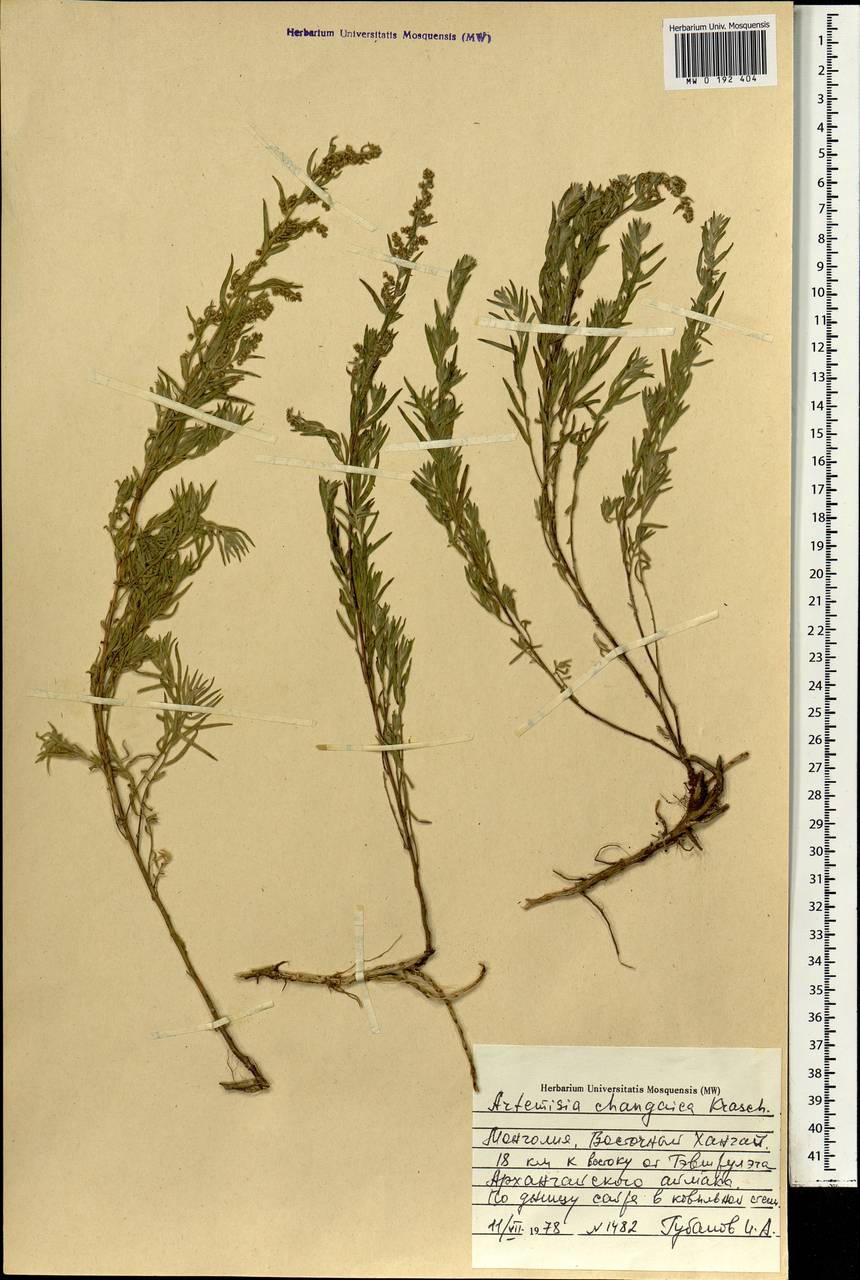 Artemisia dracunculus var. changaica (Krasch.) Y. R. Ling, Mongolia (MONG) (Mongolia)