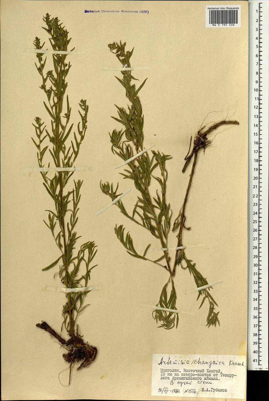 Artemisia dracunculus var. changaica (Krasch.) Y. R. Ling, Mongolia (MONG) (Mongolia)
