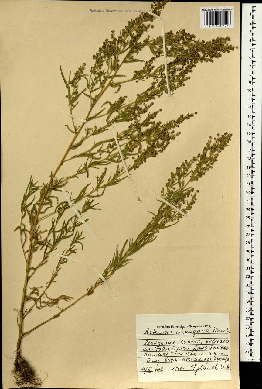 Artemisia dracunculus var. changaica (Krasch.) Y. R. Ling, Mongolia (MONG) (Mongolia)