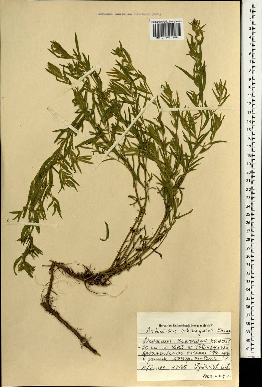Artemisia dracunculus var. changaica (Krasch.) Y. R. Ling, Mongolia (MONG) (Mongolia)