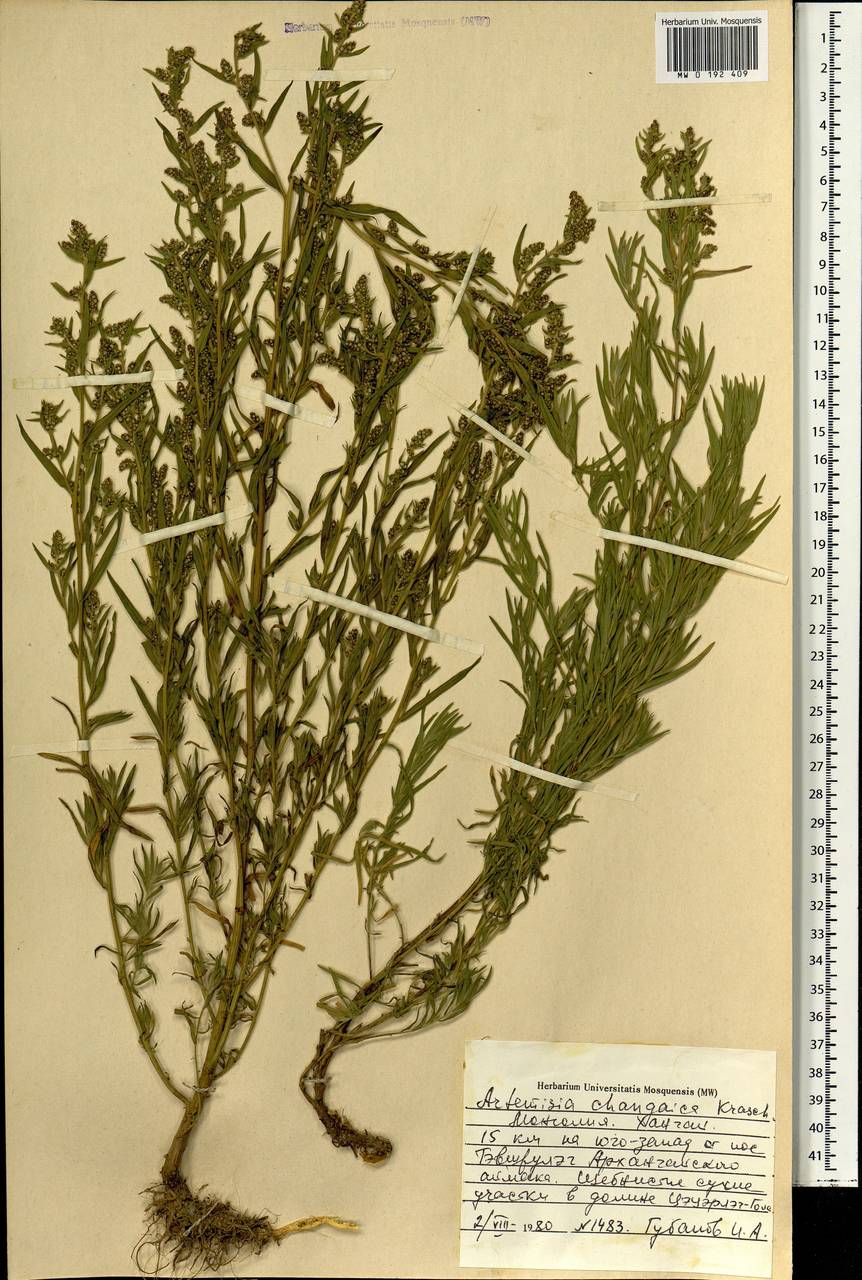 Artemisia dracunculus var. changaica (Krasch.) Y. R. Ling, Mongolia (MONG) (Mongolia)