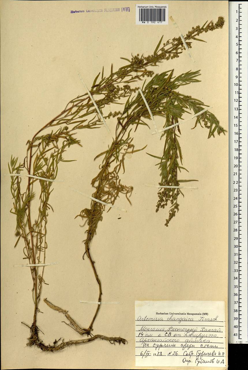 Artemisia dracunculus var. changaica (Krasch.) Y. R. Ling, Mongolia (MONG) (Mongolia)