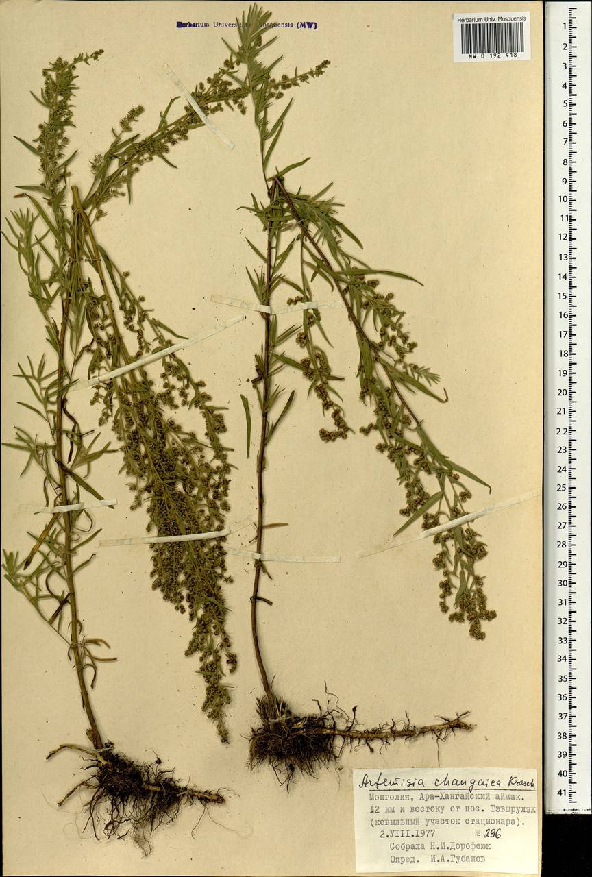 Artemisia dracunculus var. changaica (Krasch.) Y. R. Ling, Mongolia (MONG) (Mongolia)