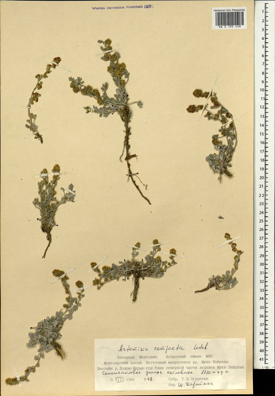Artemisia compacta Fisch. ex Besser, Mongolia (MONG) (Mongolia)
